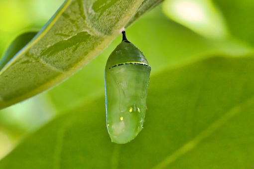 Extreme close-up of a bright green monarch chrysalis hanging among green leaves