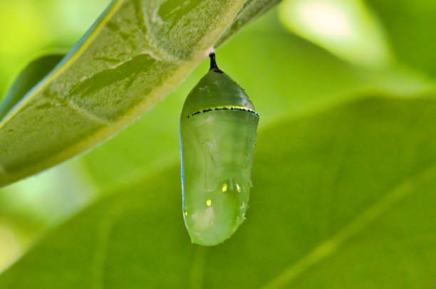 Vibrant green Monarch chrysalis hanging from a green leaf Extreme close-up of a bright green monarch chrysalis hanging among green leaves pupa stock pictures, royalty-free photos & images