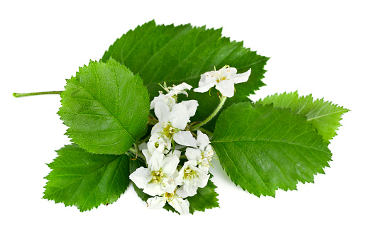 Flowers and leaves of hawthorn (Crataegus), also known as quickthorn, thornapple, May-tree, whitethorn or hawberry isolated on a white background.