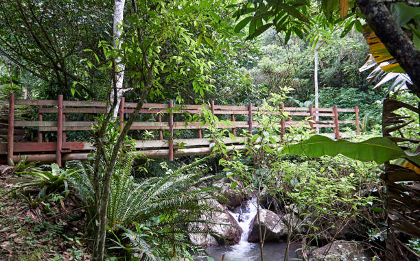 istock Wood bridge in the forest 1303072723