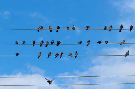 flock of pigeons perched on wires against a blue sky background