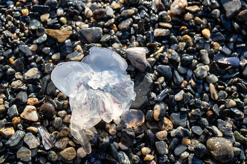 A closeup view of a jelly fish on the pebbles on the beach at Juan De Fuca Provincial Park, British Columbia