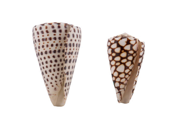 10,000+ Free Cone Shell & Pine Cone Images - Pixabay