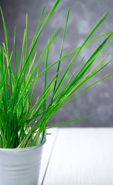 istock White bucket with wheat sprouts. Growing microgreens at home. 1303076103
