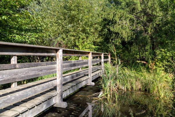 istock wooden bridge in the thickets 1303076658