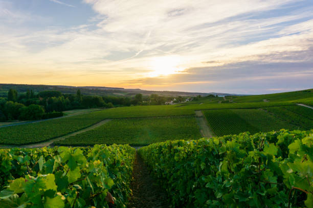 istock Row vine grape in champagne vineyards at montagne de reims 1303078585