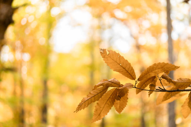 Yellow leaves in autumn background in El Tiemblo, CL, Spain