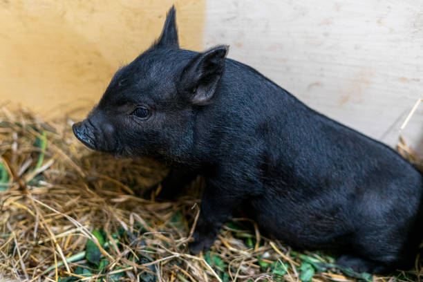 istock Small domestic vietnamese baby mini pig 1303083216