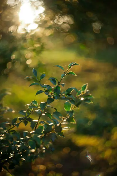 Photo of golden backlit tree leaves in the Arboretum of Virginia with sunflare