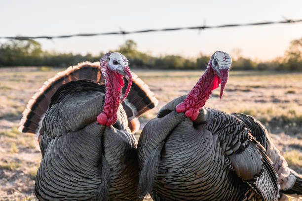 istock Turkeys near pasture at sunset 1303083305