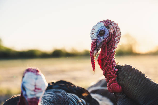 istock Turkeys near pasture at sunset 1303083307