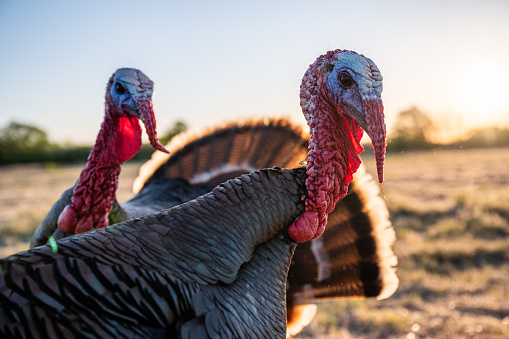 Turkeys near pasture at sunset in Boise, ID, United States