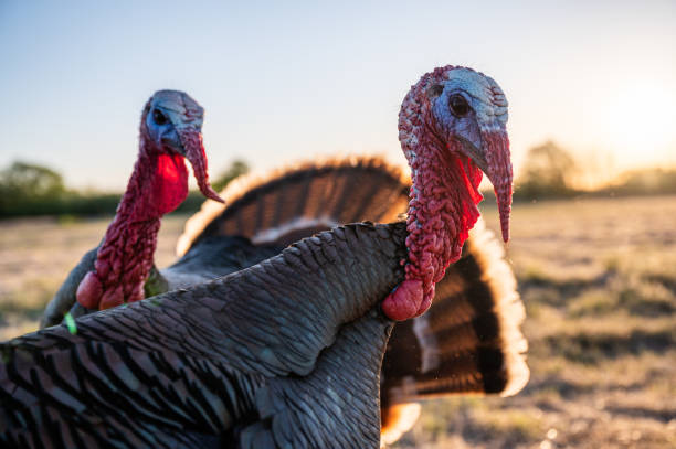 Turkeys near pasture at sunset Turkeys near pasture at sunset in Boise, ID, United States southern turkey stock pictures, royalty-free photos & images