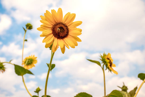 istock Summer Sunflowers in Bloom with Blue Sky 1303083436