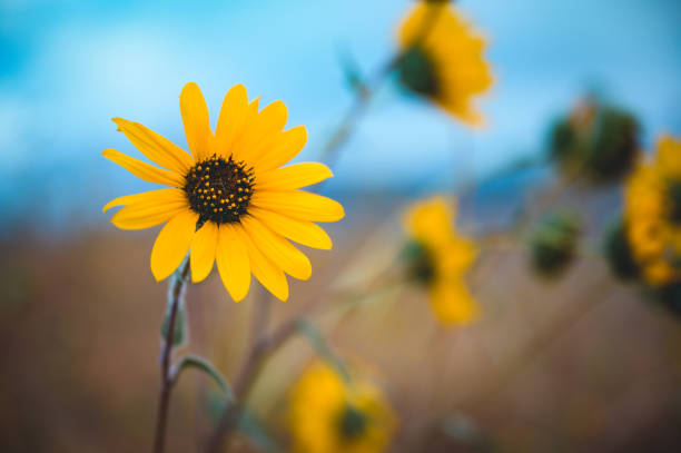 istock Summer Sunflowers in Bloom with Blue Sky 1303083437