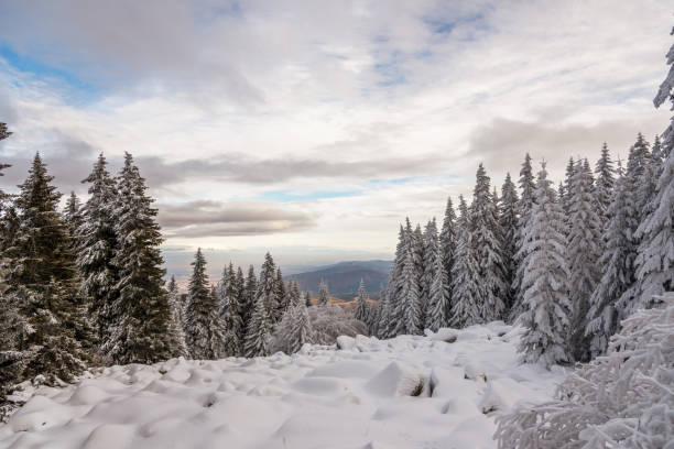 pini della foresta in inverno coperti di neve in serata - pine sunset night sunlight foto e immagini stock