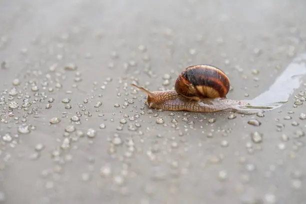 Photo of Brown snail crawling on a plastic film in the drops of rain and