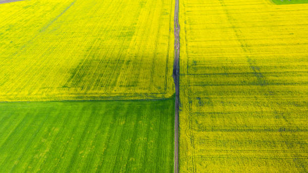 istock Aerial view of summer fields. Yellow fields from above. Photo ca 1303084465