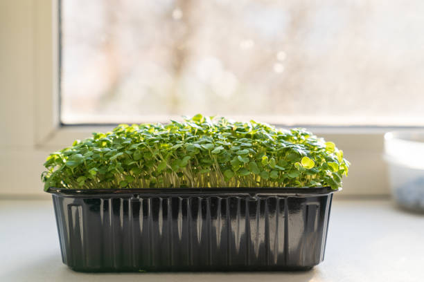 istock Micro green sprouts growing edible plants on windowsill against window, seed germination at home 1303085574