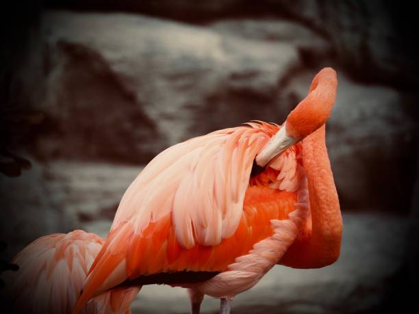 istock Caribbean Flamingo Preening 1303085686