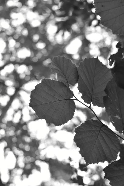 istock Beauty in nature. 1303086381