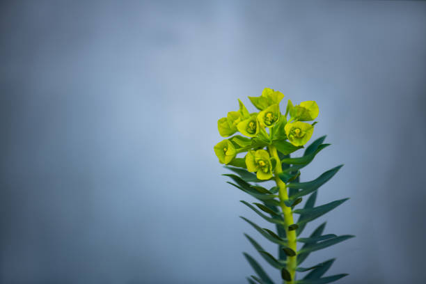 Single branch of a plant with yellow flowers against a grey wall.