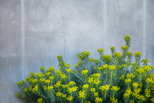 Bed of drought resistant plant with yellow flowers against a grey wall.