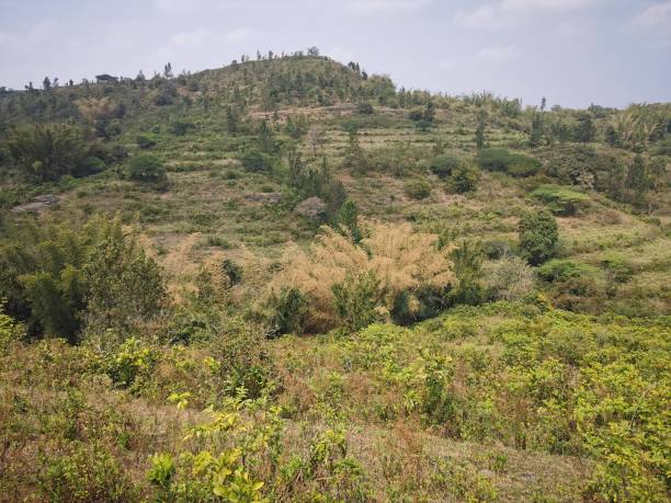 istock Attappadi meadows in summer season 1303089520