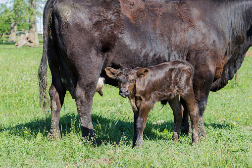 Newborn Black Angus calf standing by its mother.