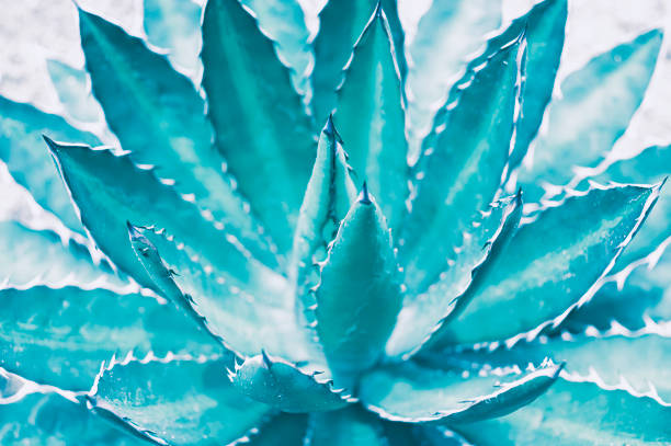 istock agave plant, thorn leaves, abstract nature background 1303090416