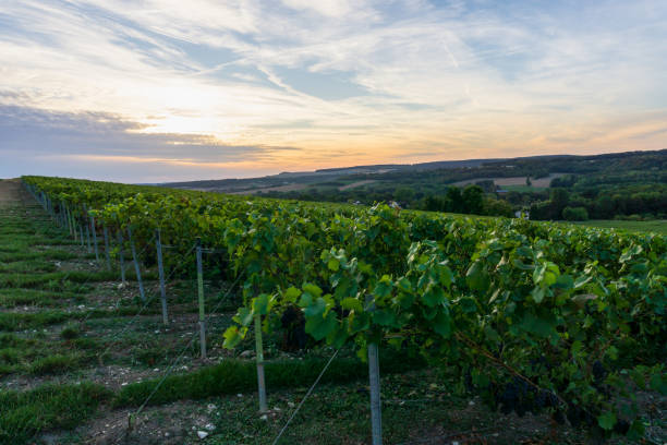 istock Row vine grape in champagne vineyards at montagne de reims 1303091152
