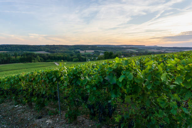 istock Row vine grape in champagne vineyards at montagne de reims 1303091987