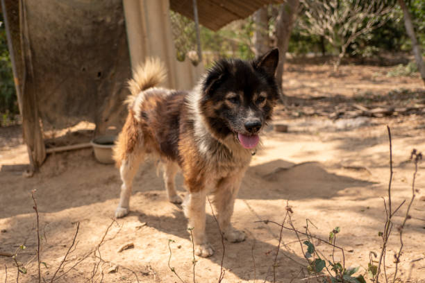istock Thai dog Bangkaew 1303093704