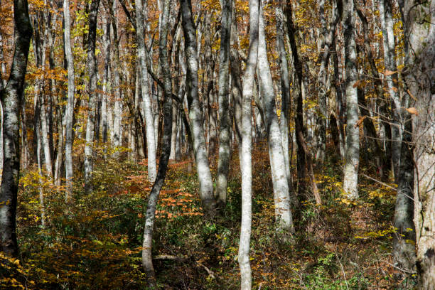 istock Daisen-Oki National Park in autumn (Mt.Daisen, Tottori) 1303094772