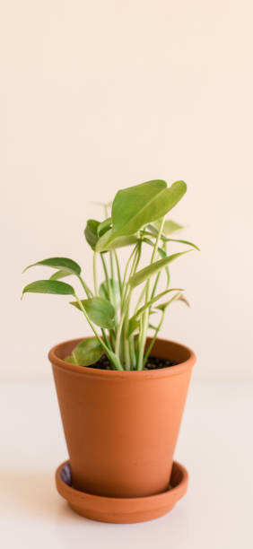 istock Plant in pot, minimalist heed. 1303095450