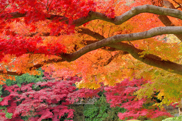 東京の日本のカエデの秋の葉の色 - autumn leaf japanese maple red ストックフォトと画像