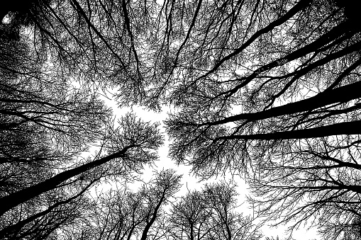 Looking up at tall hardwood trees