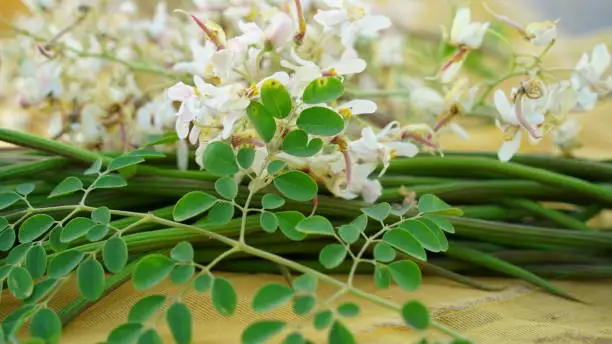 Photo of Homeopathic and ayurvedic herb flowers of Moringa or Drumstick with attractive white flowers and green pods.