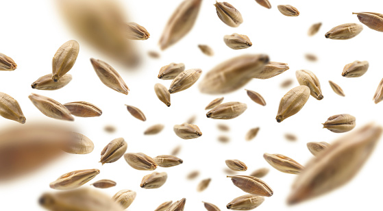 Barley malt grains levitate on a white background.