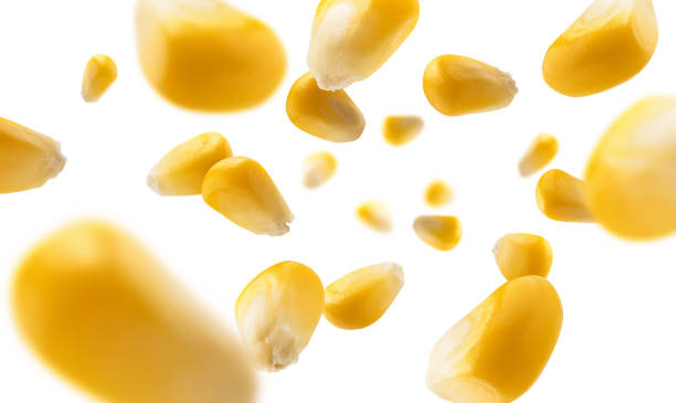 istock Ripe corn grains levitate on a white background 1303099857