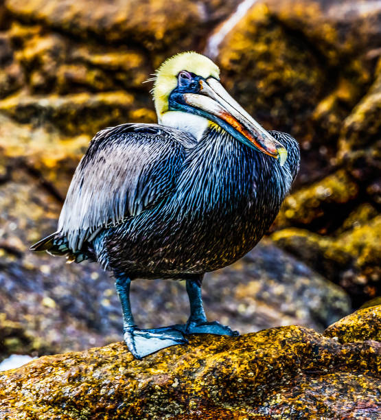 istock Brown Pelican Cabo San Lucas Mexico 1303101572