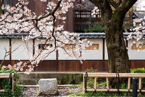 April/04/2014 In Kyoto, Japan a very traditional looking Japanese scene with wooden house in the background and Sakura in front on a quiet Kyoto street.