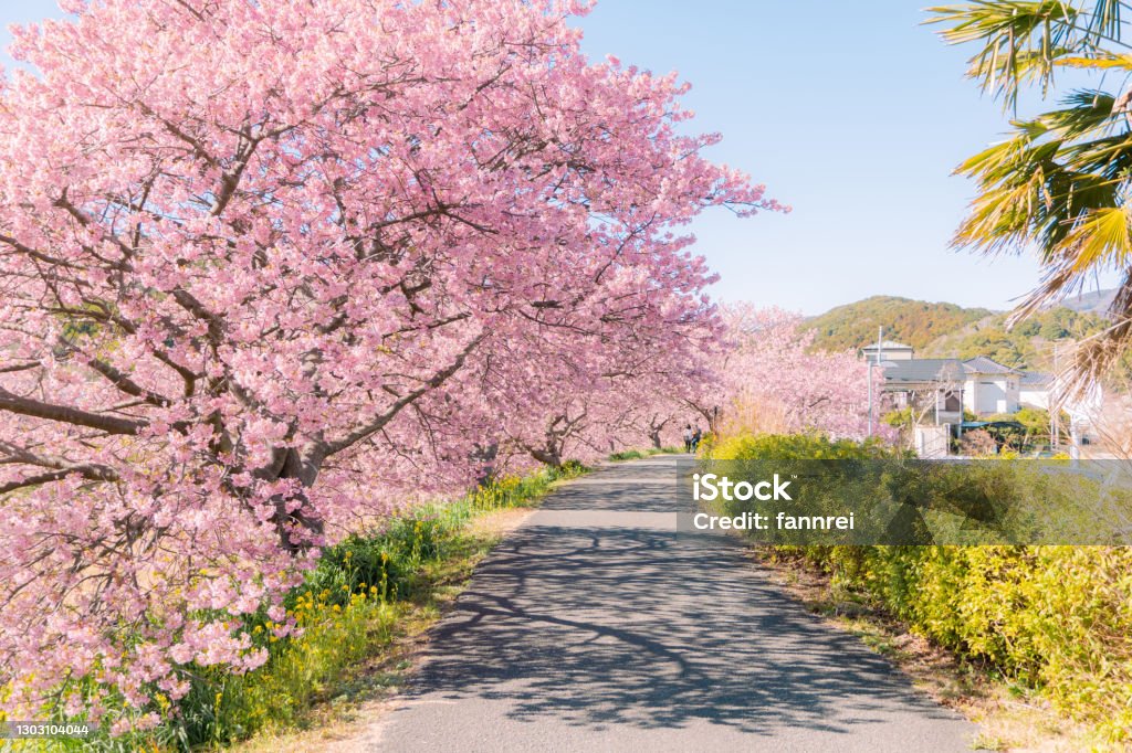 Hermoso Paisaje Natural De Flor De Cerezo Kawazu Sakura En Minamiizu  Prefectura De Shizuoka Japón Foto de stock y más banco de imágenes de Flor  de cerezo - iStock