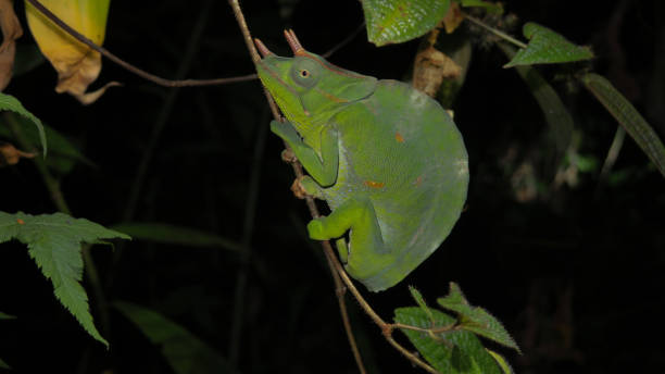 istock Usambara three-horned chameleon on a tree branch during night time in the Usambara Mountains, Tanzania 1303104188