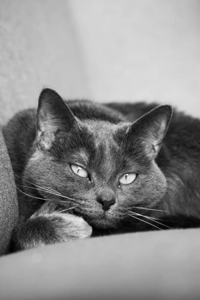 istock Lazy russian blue breed cat resting on the sofa. 1303106036