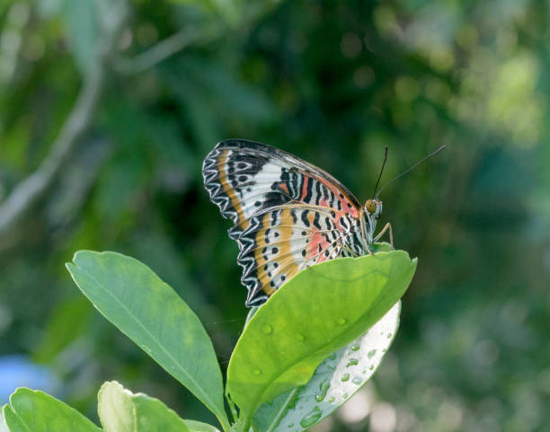 istock Natural macro photo: butterflies are perched on a branch 1303106952