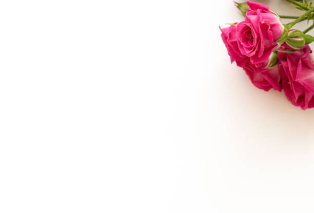 istock pink roses on the corner on a white background 1303110519