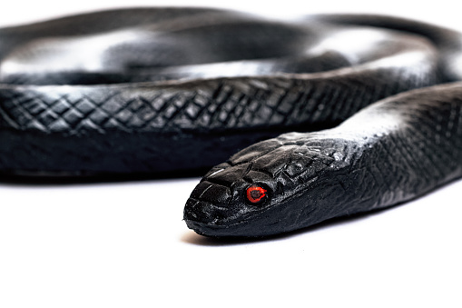 Black snake toy isolated on white background close up