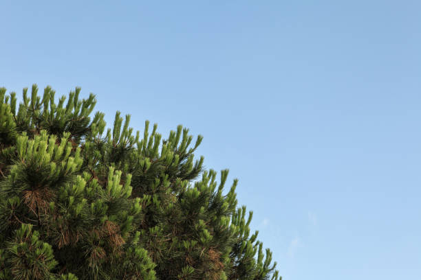 pine tree on blue sky background - pine tree imagens e fotografias de stock