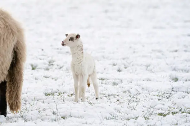 A just-born white lamb stands stiffly looking out into the white world, in the meadow, covered with snow. Winter on the farm.